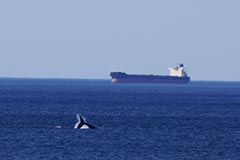 Whale fluke breaching the water with vessel in background