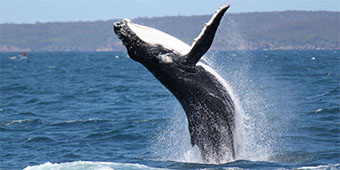 Whale jumping out of the water