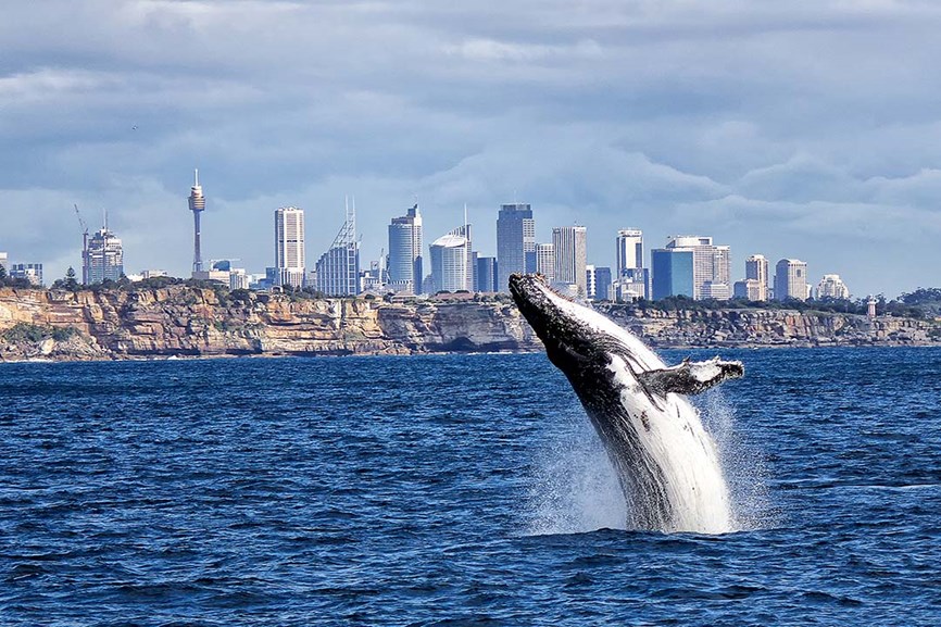 whale watching sydney whales cityscape
